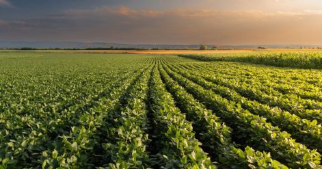 Brasil deve colher safra recorde de soja em 2025/26