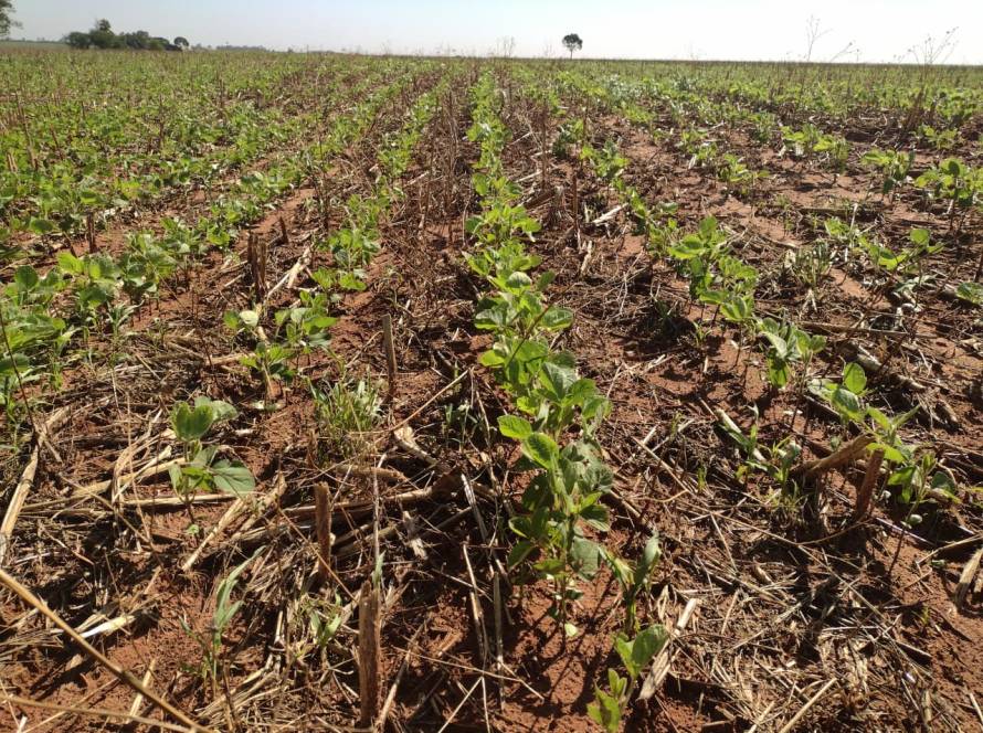 Com 30,9% da área plantada, safra de soja do Mato Grosso do Sul avança sob influência do La Niña
