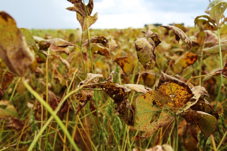 Com chuvas mais regulares, sobe o alerta para ferrugem asiática na soja 2025/26