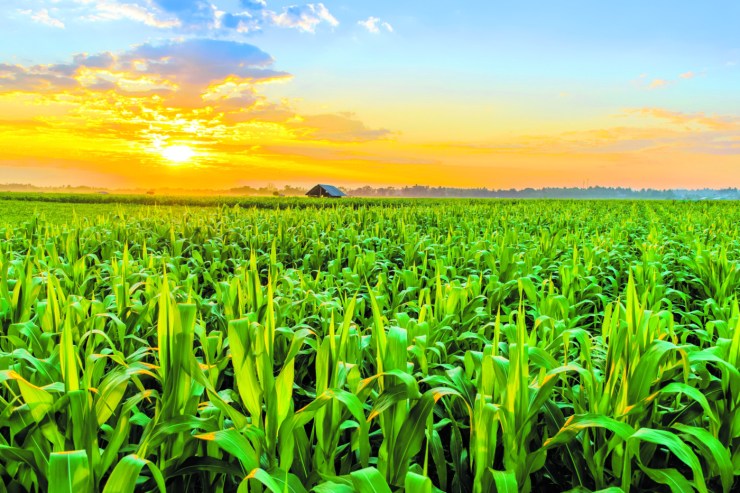 Estoques de milho no Brasil devem crescer com nova safra e clima favorável