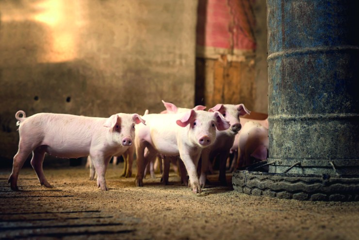 Maior poder de compra de farelo de soja em mais de 20 anos beneficia suinocultura brasileira