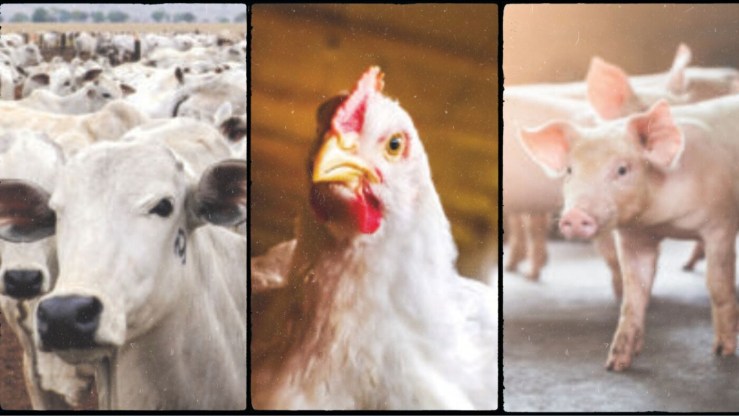 Pecuária brasileira cresce com sustentabilidade e lidera exportações mundiais