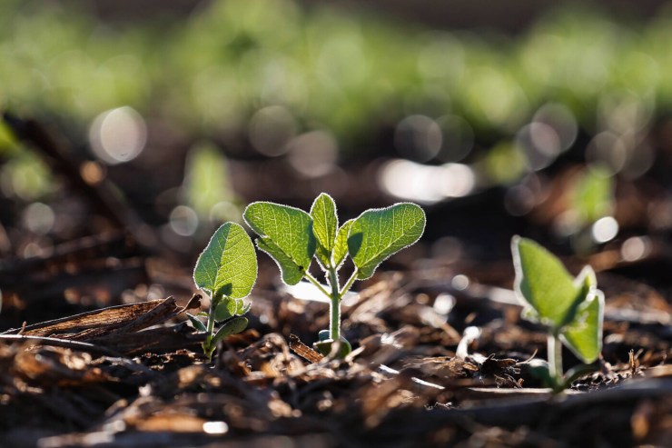 Safra de soja 2025/26 desafia produtores com custos altos, preços em queda e clima incerto