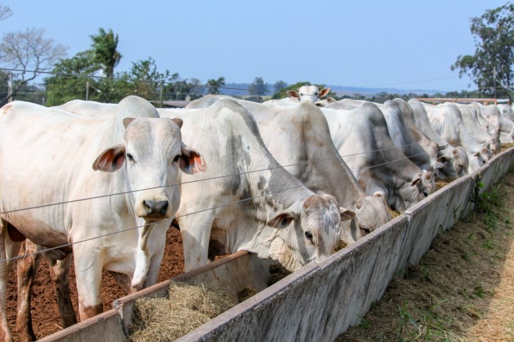 Brasil avança em norma que libera exportação de subprodutos de bovinos e bubalinos