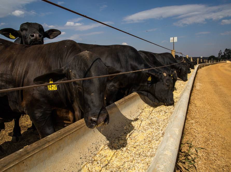 Confinamento em alta: Mato Grosso amplia volume de bois terminados em 2025 mesmo com menos produtores na atividade