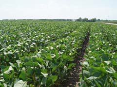 Imea mantém projeção de safra de soja de MT apesar de replantio pontual por chuvas irregulares