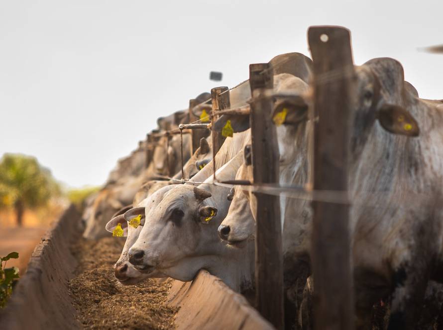 Mato Grosso bate recorde histórico de abates de bovinos em outubro, puxado por machos de confinamento