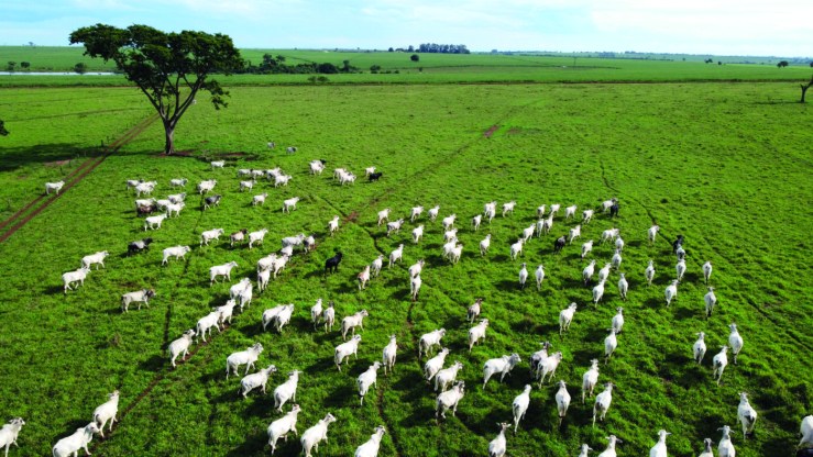 Mato Grosso muda percepção do mundo e mostra que produz carne de qualidade e sustentável