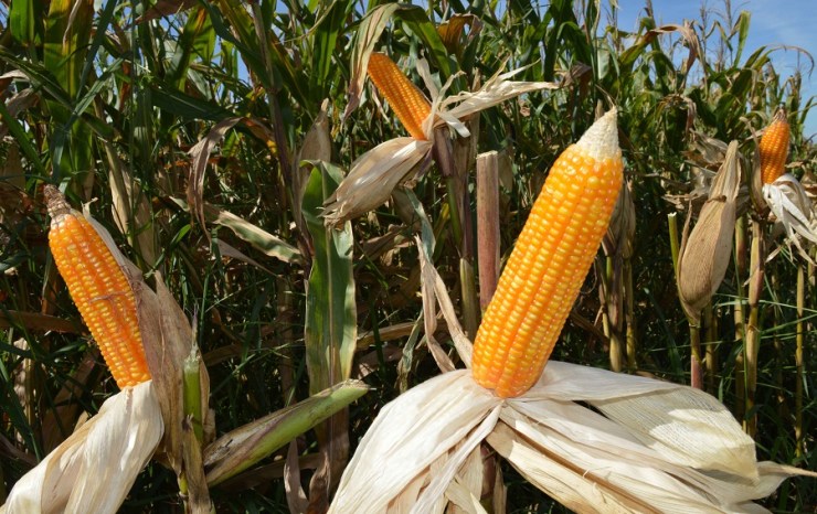 Milho mantém preços firmes com oferta controlada e ritmo lento de negociações