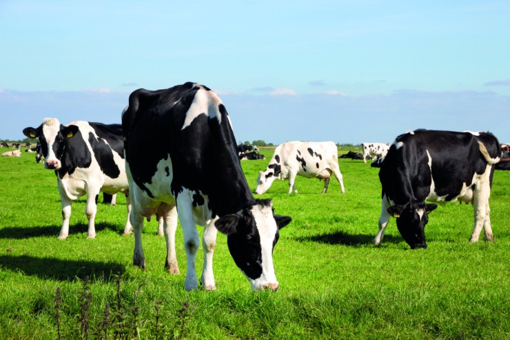 Paraná reforça ações contra brucelose e tuberculose para avançar na exportação de leite