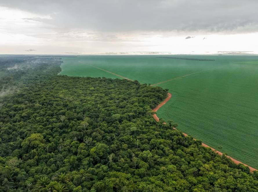 Plantio direto minimiza impactos da falta de chuva nas lavouras do oeste de Mato Grosso