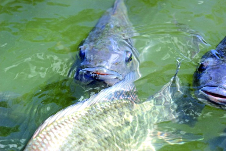 Preço da tilápia dispara em outubro com oferta limitada e alta nas exportações