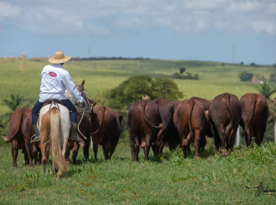 Santa Gertrudis expande território no MT e se firma no coração da pecuária brasileira