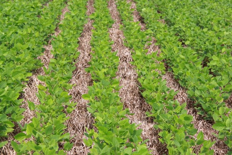 Seguro rural para soja no Paraná adota modelo inédito baseado em manejo