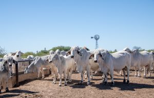 Zoetis apresenta no Gerar Corte 2025 avanços da reprodução bovina e oportunidades diante da valorização do bezerro e recordes de exportação