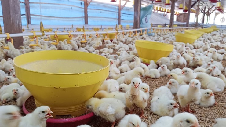 Brasil abre mercado em Moçambique para exportação de material genético avícola