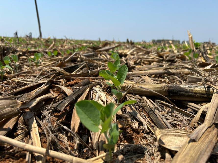 Clima atrasa plantio da soja em Goiás e pode mudar perfil da safra 2025/26