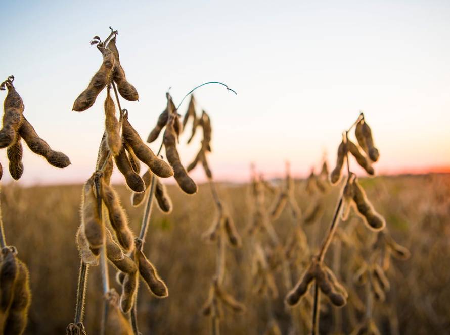 Clima irregular antecipa pragas e pressiona a safra de soja no leste de MT