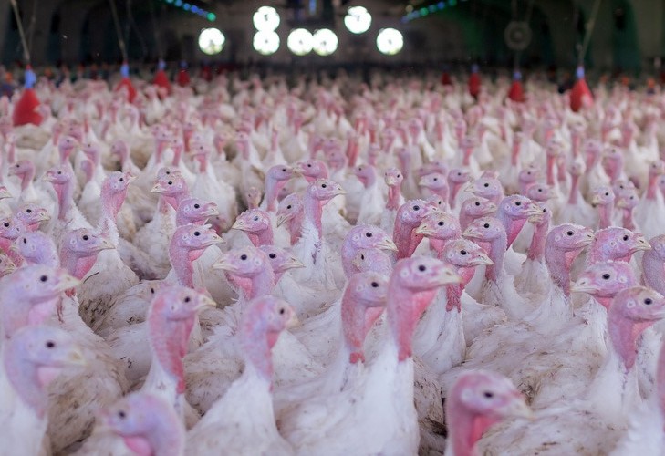 Exportações de carne de peru do Paraná crescem em 2025