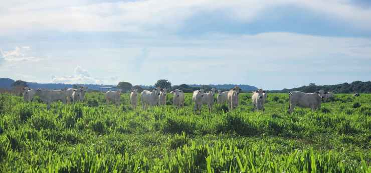 Imac leva campanha tira-dúvidas sobre regeneração de áreas degradadas à região Leste de Mato Grosso