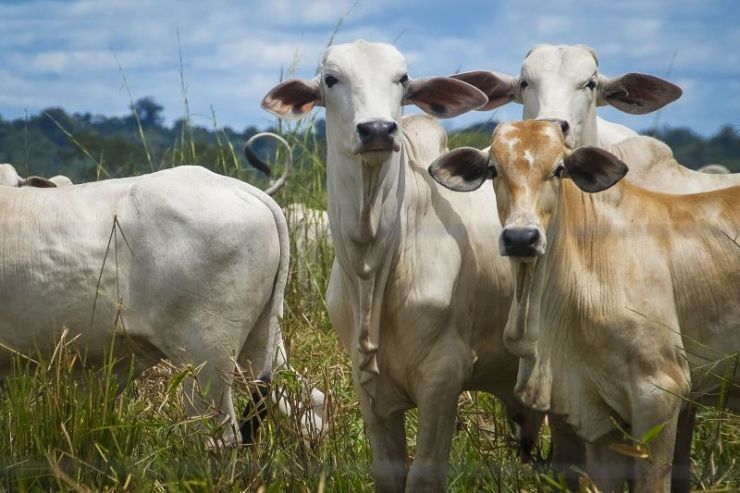 Pará assume protagonismo global com a primeira carne bovina 100% rastreada