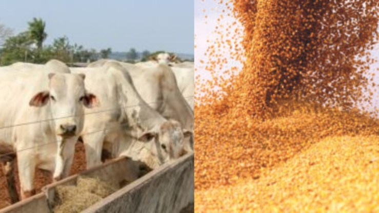 Soja e bovinos sustentam avanço do Valor Bruto da Produção agropecuária em Roraima