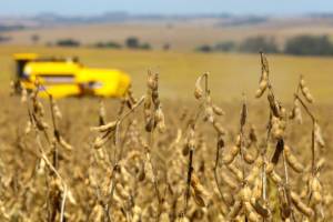 Soja mantém lucratividade elevada em cenário de custos que pressionam outras cadeias do agro paranaense