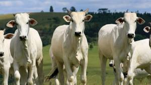 Além dos cortes nobres, pecuária de MT lucra com a venda de pênis bovino no mercado asiático