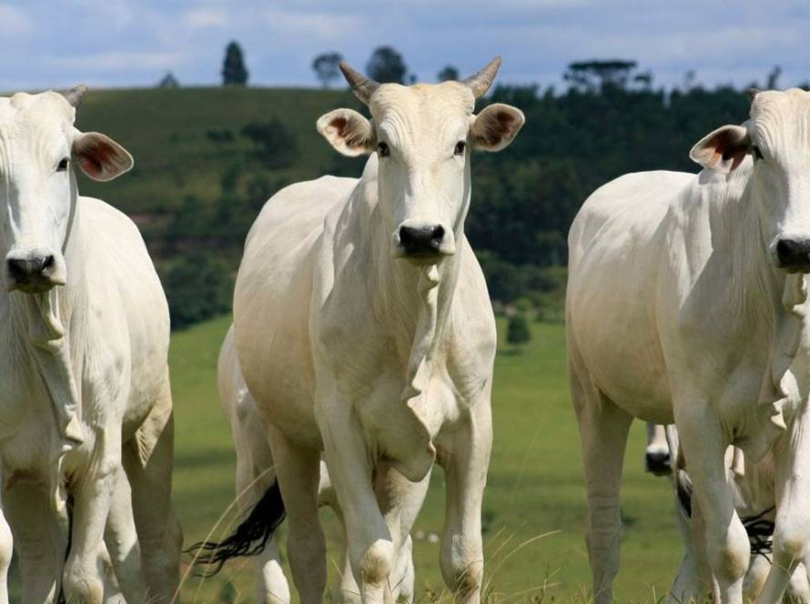 Além dos cortes nobres, pecuária de MT lucra com a venda de pênis bovino no mercado asiático
