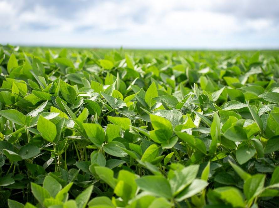 Aprosoja MT destaca importância da prorrogação do diferimento do ICMS para fertilizantes em Mato Grosso