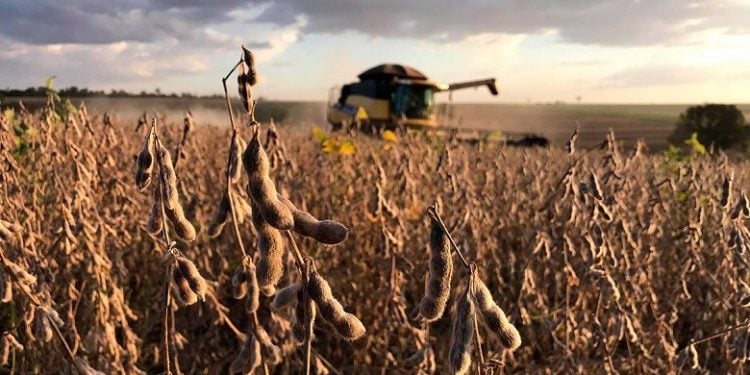 Colheita de soja em MT atinge 25% da safra; plantio de milho e algodão avançam, diz Imea