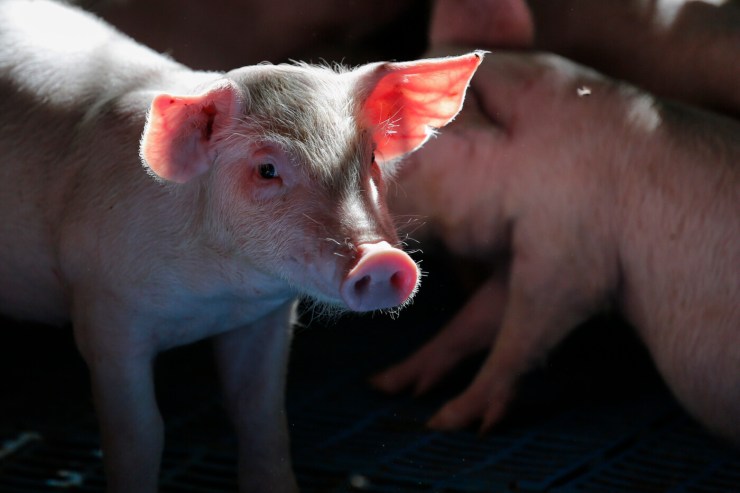 Exportações recordes sustentam mercado do suíno no início de 2026