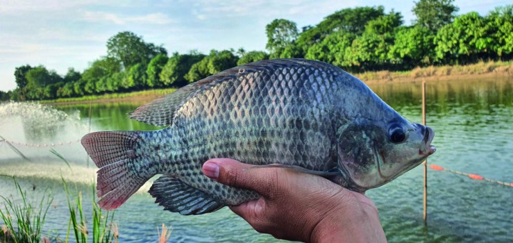 Falta de frigoríficos habilitados limita exportações de tilápia em Minas Gerais