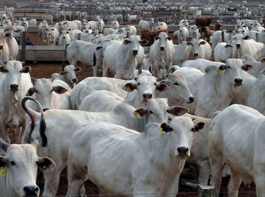Mato Grosso amplia abate de bovinos em 43% desde 2006