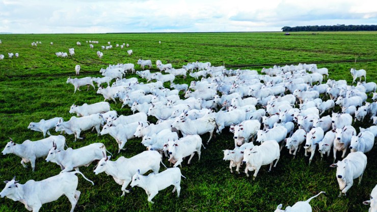 Mato Grosso bate recordes e projeta novo salto na pecuária de corte em 2026
