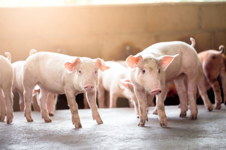 Mercado de suínos inicia 2026 em ajuste após um ano de exportações recordes