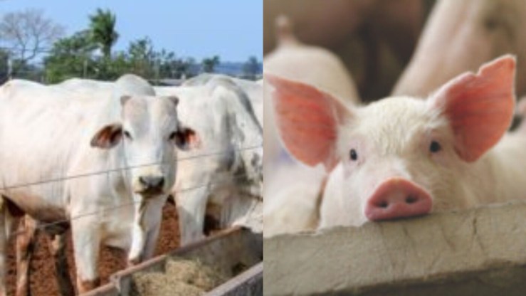 Peru libera exportação de produtos de bovinos e suínos do Brasil