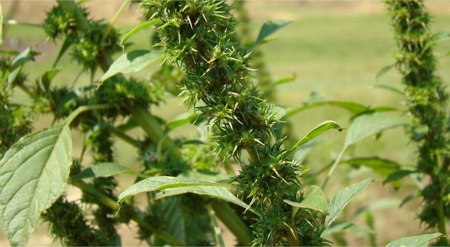 Pesquisadora do MS mostra como eliminar Plantas Daninhas gastando até 50% menos com Herbicidas