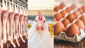 Produção, consumo e exportações de frango, suínos e ovos mantêm trajetória de crescimento em 2026, aponta ABPA