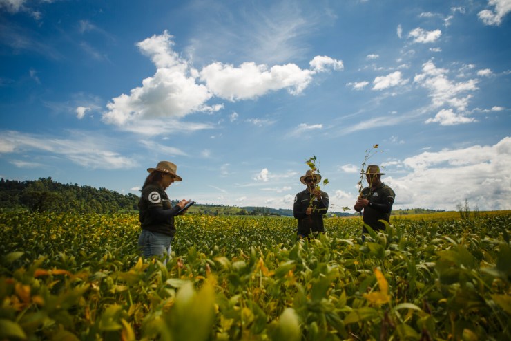 Rally da Safra inicia etapa soja com cenário de estabilidade e potencial de crescimento
