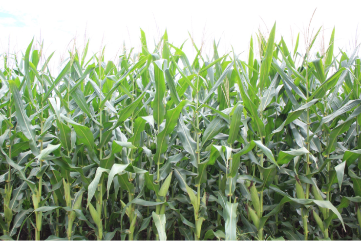 Segunda safra de milho entra no momento mais crítico do ciclo