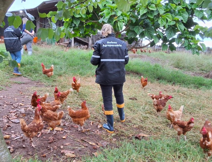 Trabalho sanitário no Rio Grande do Sul garante retomada das exportações de frango para a China