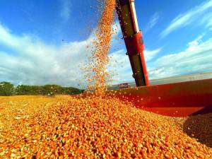 VBP do milho cresce 34% e chega a R$ 167,4 bilhões em 2025