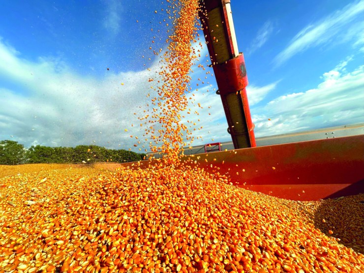 VBP do milho cresce 34% e chega a R$ 167,4 bilhões em 2025