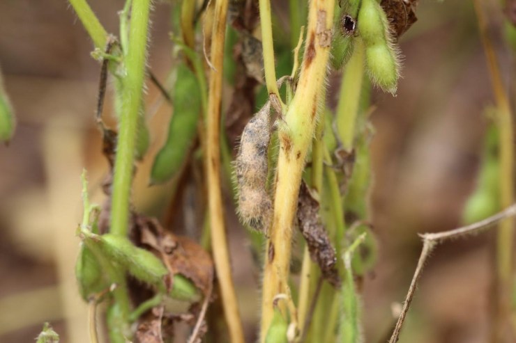 Variações climáticas elevam risco de doenças no final do ciclo da soja