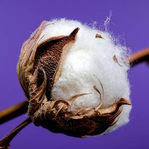 Algodão em MS: produtores da Região I devem regularizar cadastro até 2 de março