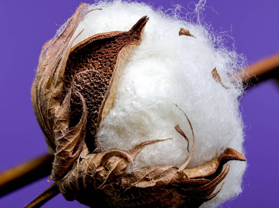 Algodão em MS: produtores da Região I devem regularizar cadastro até 2 de março