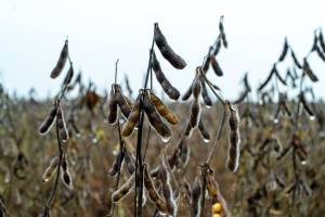 Chuvas atrasam fim da colheita da soja em Mato Grosso e provocam prejuízos em todo o Estado