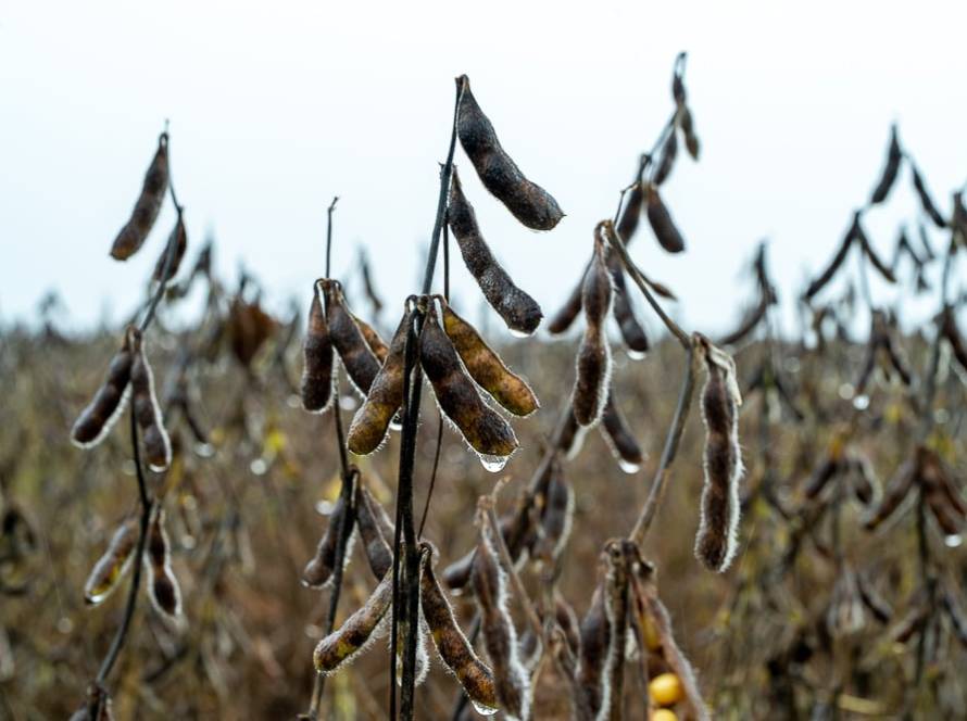 Chuvas atrasam fim da colheita da soja em Mato Grosso e provocam prejuízos em todo o Estado
