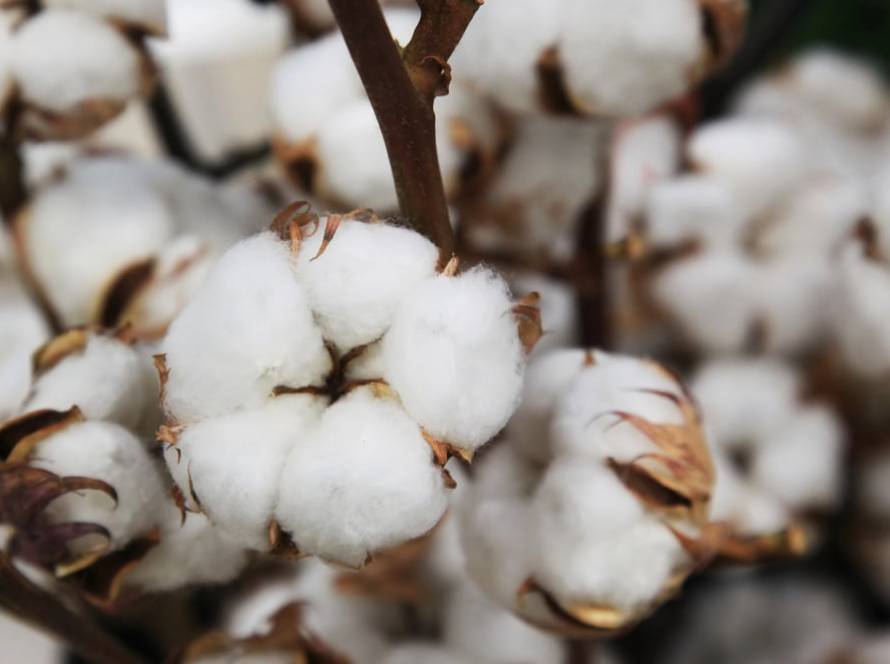 Chuvas intensas impõem desafios à safra em Mato Grosso e elevam alerta no campo